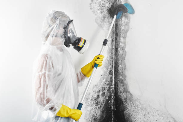 Best Commercial Mold Inspection  in Mexico Beach, FL