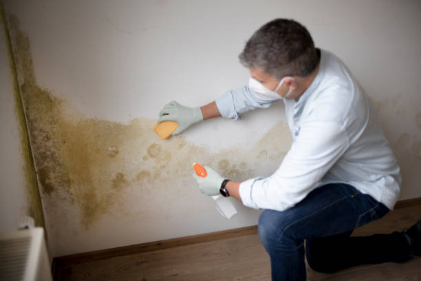 Best Asbestos and Lead Testing During Mold Inspection  in Mexico Beach, FL